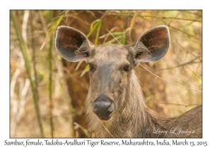 Sambar, female