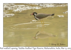 Red-wattled Lapwing