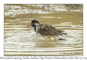 Red-wattled Lapwing