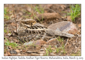 Indian Nightjar