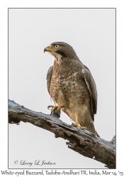 White-eyed Buzzard