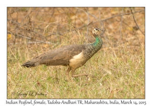 Indian Peafowl