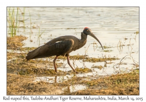 Red-naped Ibis