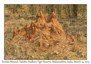 Termite Mound