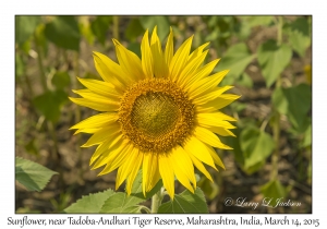 Sunflowers