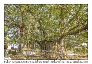 Indian Banyan