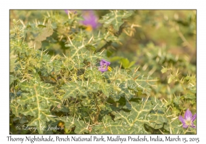 Thorny Nightshade