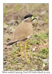 Yellow-wattled Lapwing