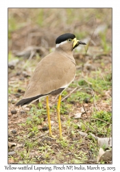 Yellow-wattled Lapwing