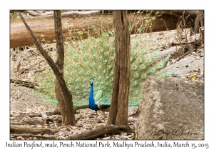 Indian Peafowl