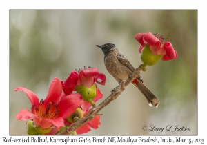 Red-vented Bulbul