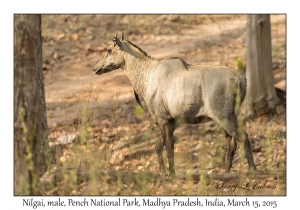 Nilgai