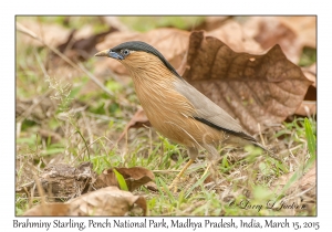 Brahminy Starling