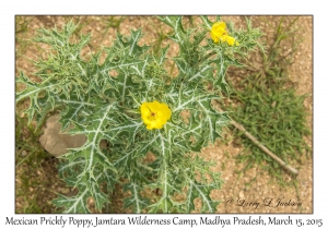 Mexican Prickly Poppy