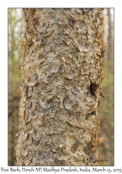 Tree Bark