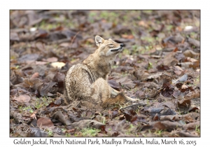 Golden Jackal