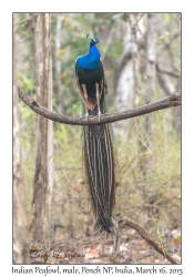 Indian Peafowl