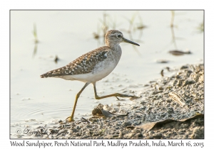 Wood Sandpiper