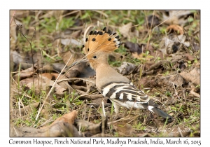 Common Hoopoe