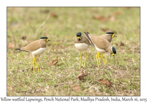 Yellow-wattled Lapwings