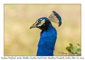 Indian Peafowl