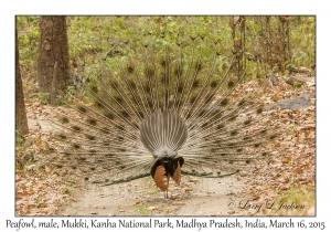 Indian Peafowl