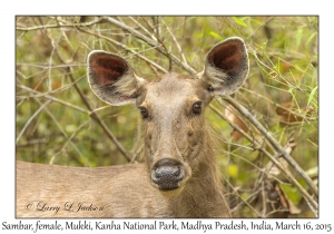 Sambar