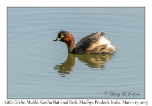 Little Grebe