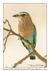 Indian Roller