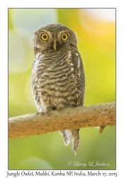 Jungle Owlet