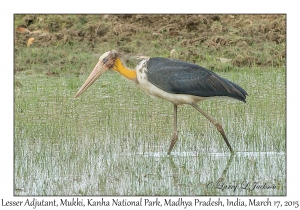 Lesser Adjutant