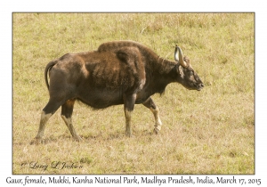 Gaur