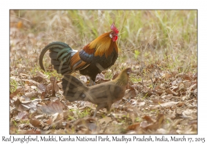 Red Junglefowl