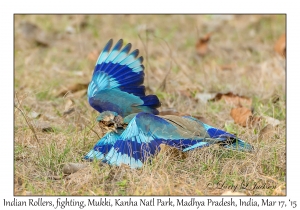 Indian Rollers