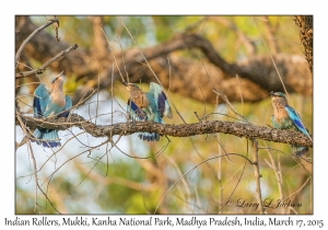 Indian Rollers