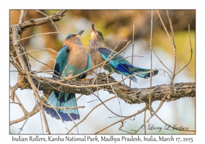 Indian Rollers