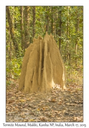 Termite Mound