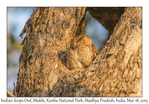 Indian Scops Owl