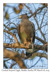 Crested Serpent Eagle