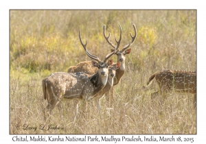 Chital