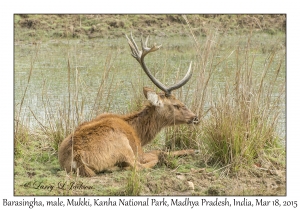 Barasingha