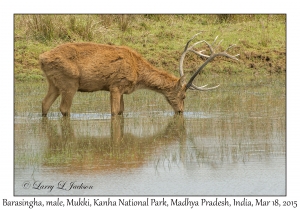 Barasingha