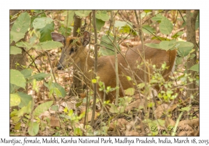 Muntjac