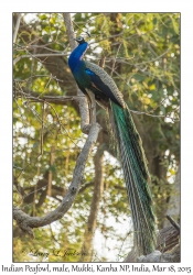 Indian Peafowl