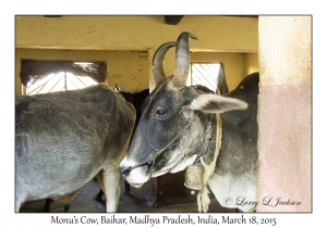 Monu's Cow