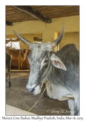 Monu's Cow