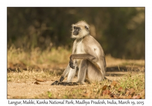 Langur