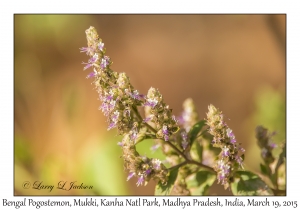 Bengal Pogostemon