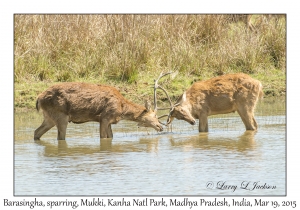 Barasingha