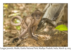 Langur